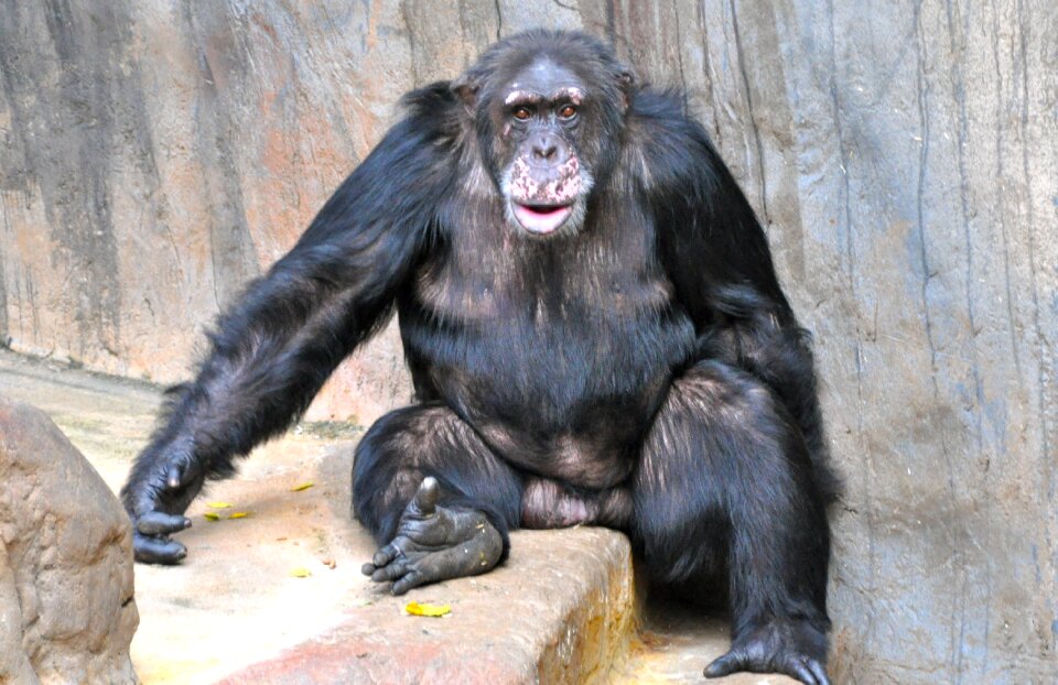 Monkey chimpanzee sweet