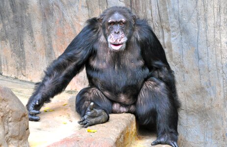 Monkey chimpanzee sweet