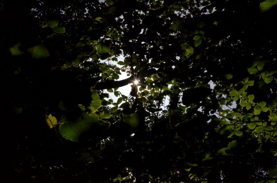 Forest branch backlighting