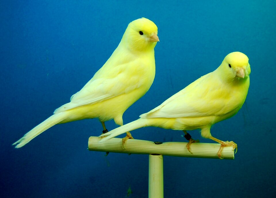 Canaries yellow aviary