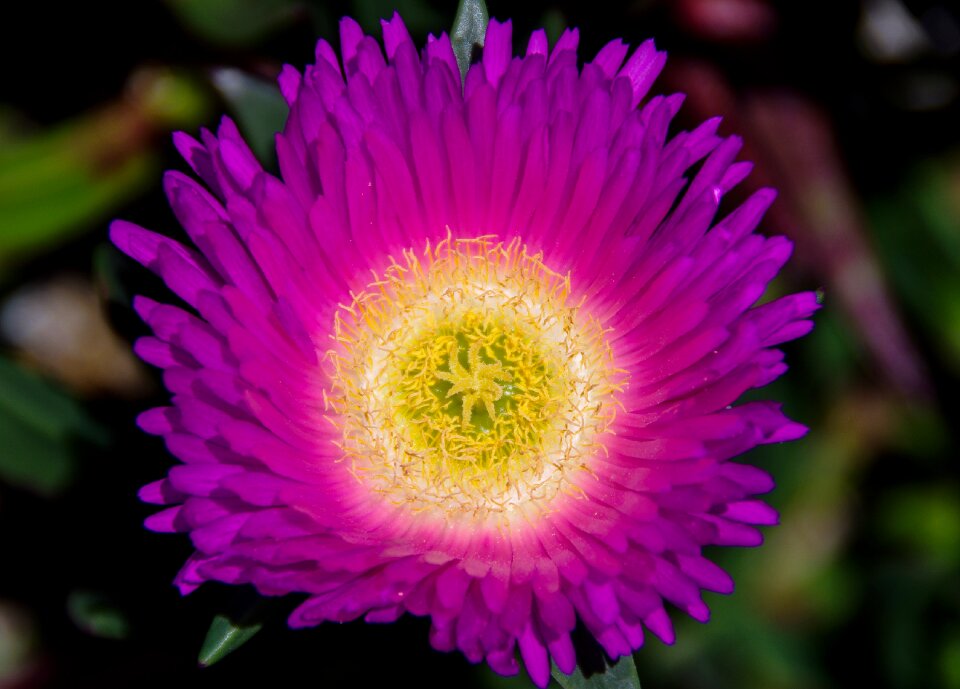 Yellow bright groundcover