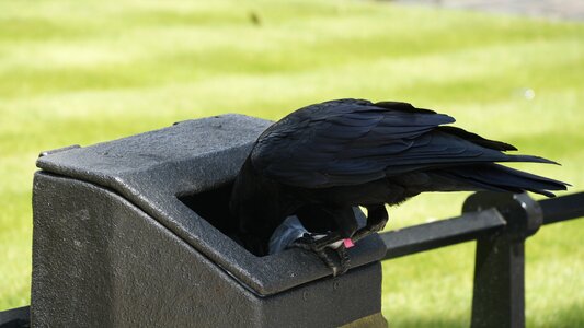 Litter food foraging