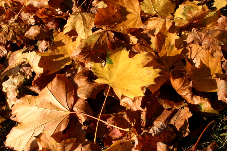 Tree foliage october