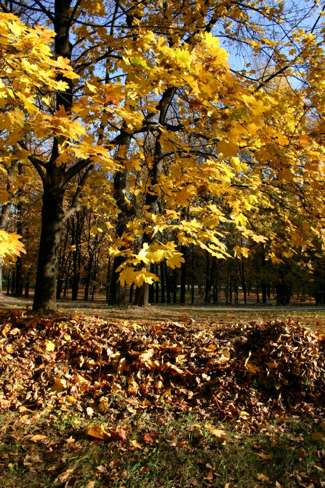 Tree foliage october
