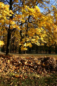 Tree foliage october
