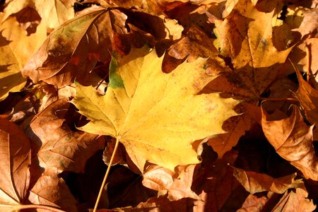 Tree foliage october