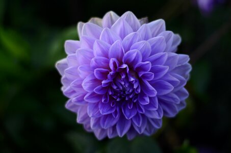 Flower violet nature