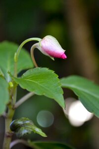 Plant leaf beauty