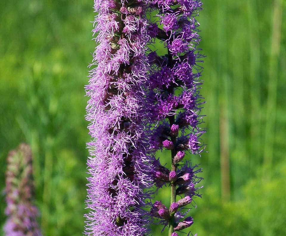Nature natural blossom