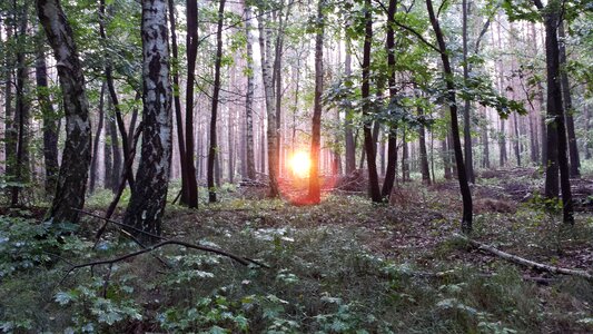 Birch sunrise morning