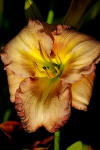 Red yellow multicolour