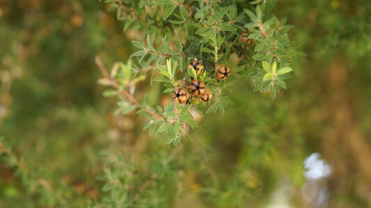 New zealand manuka leptospermum