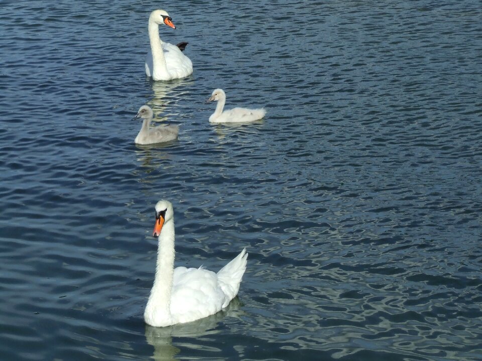 Swans waterfowl baby swans