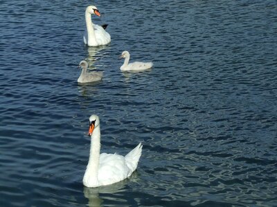 Swans waterfowl baby swans