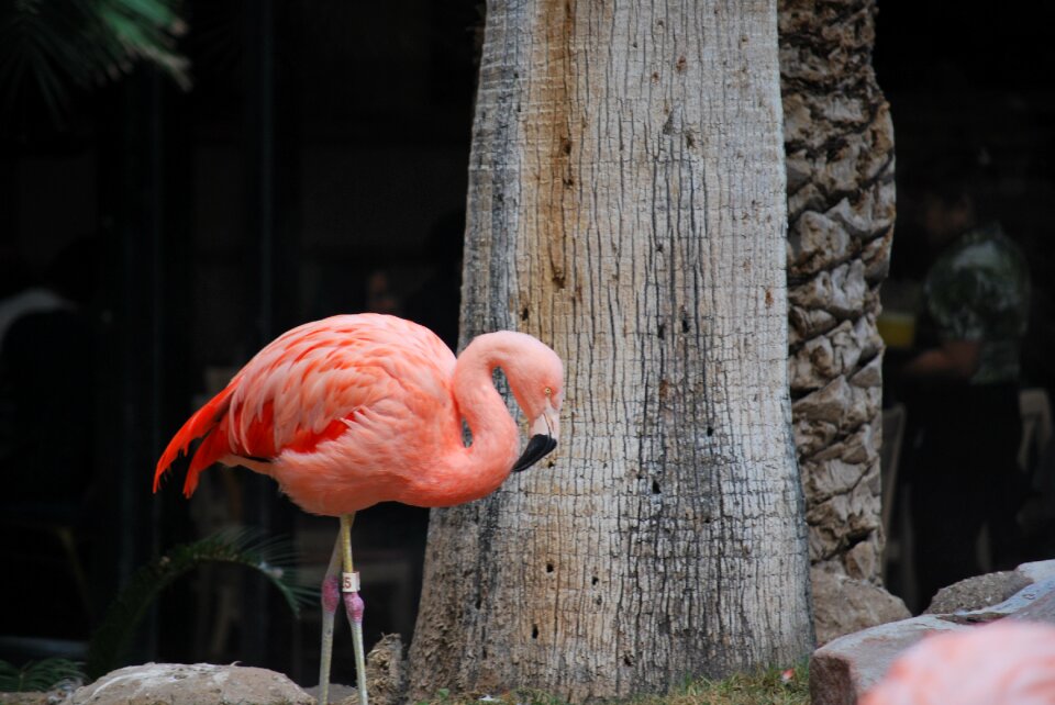 Exotic wildlife tropical