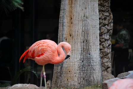 Exotic wildlife tropical