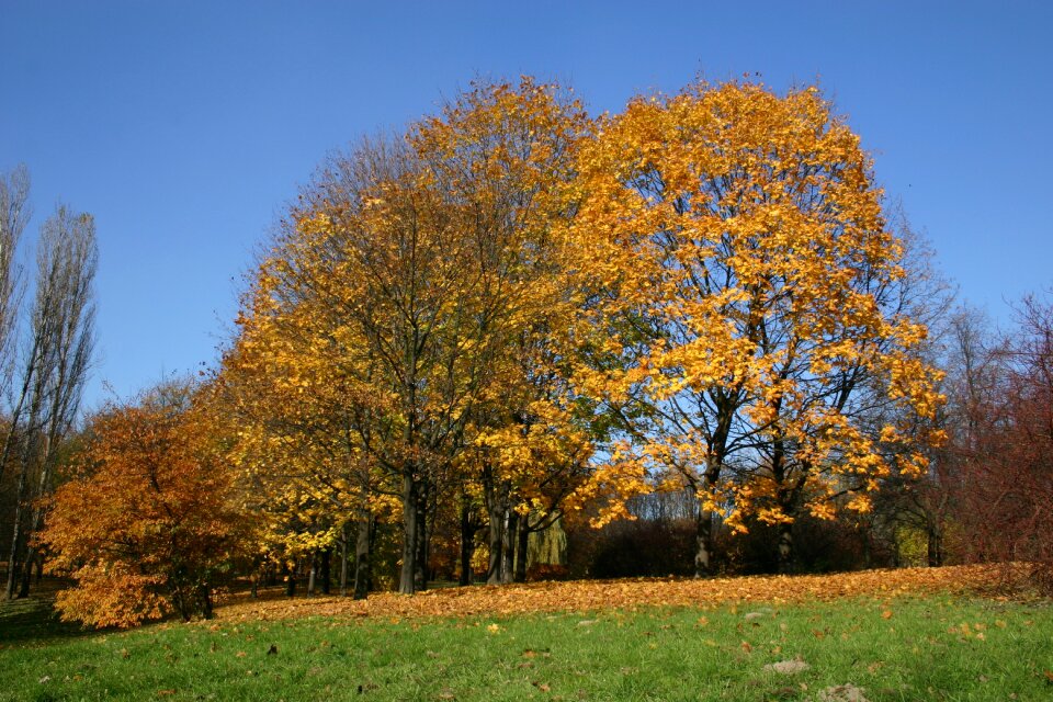 Tree foliage october