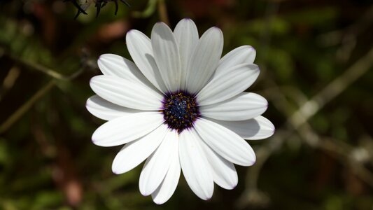 Cape marguerite daisy flower photo