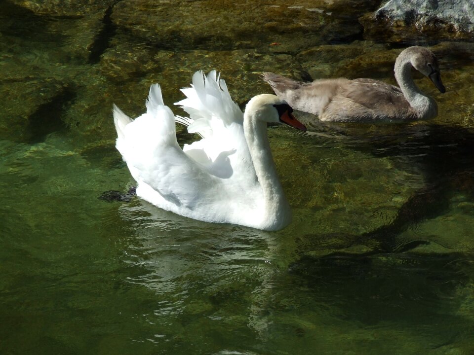 Water water bird swans