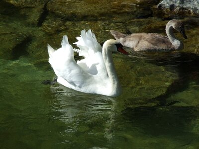 Water water bird swans