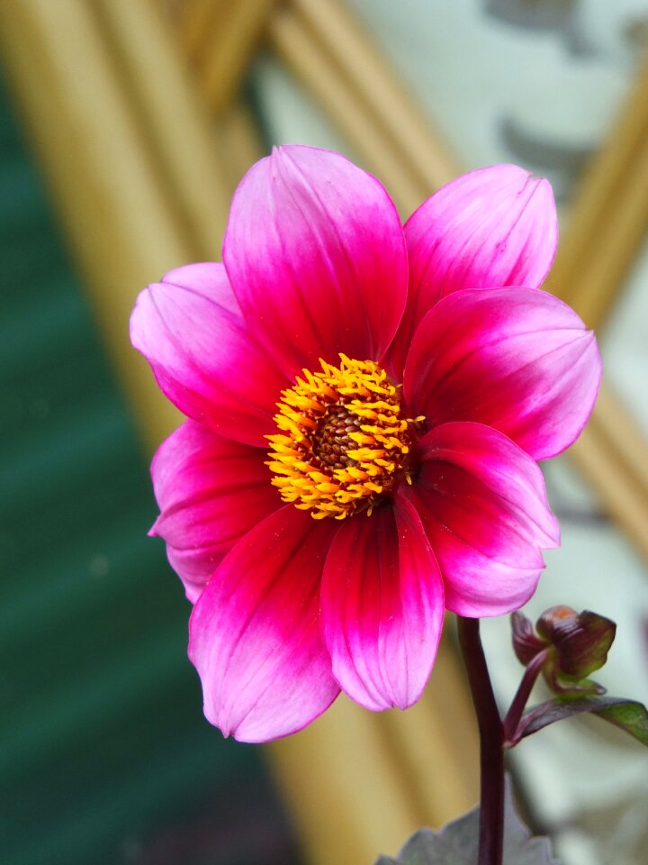 Colour red yellow