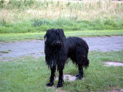 Black pet animal