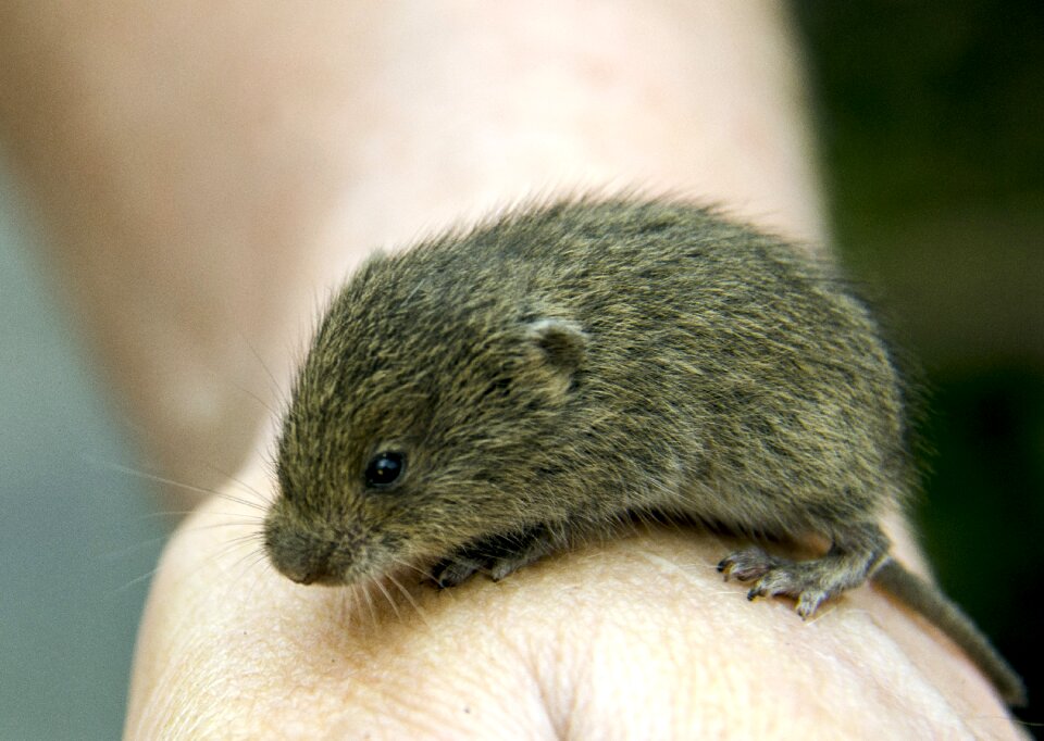 Hamster animals hand