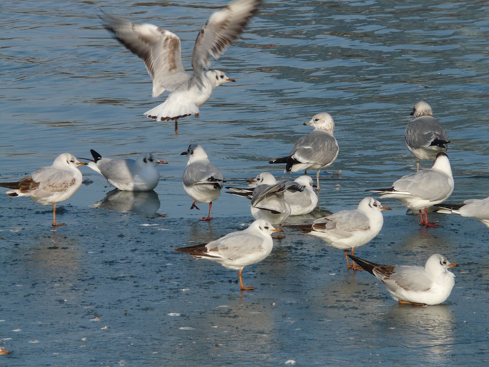 Landing wing beat gulls