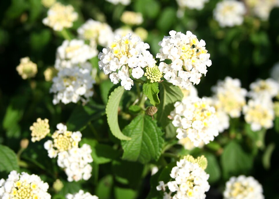 Flower floral verbena