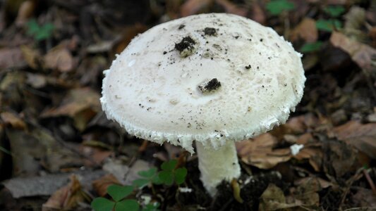 White forest fruit nature