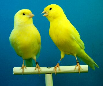 Canaries yellow aviary