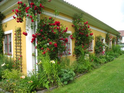 Roses window colors