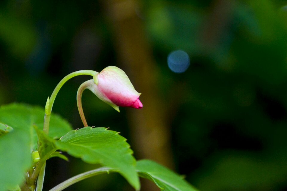 Plant leaf beauty