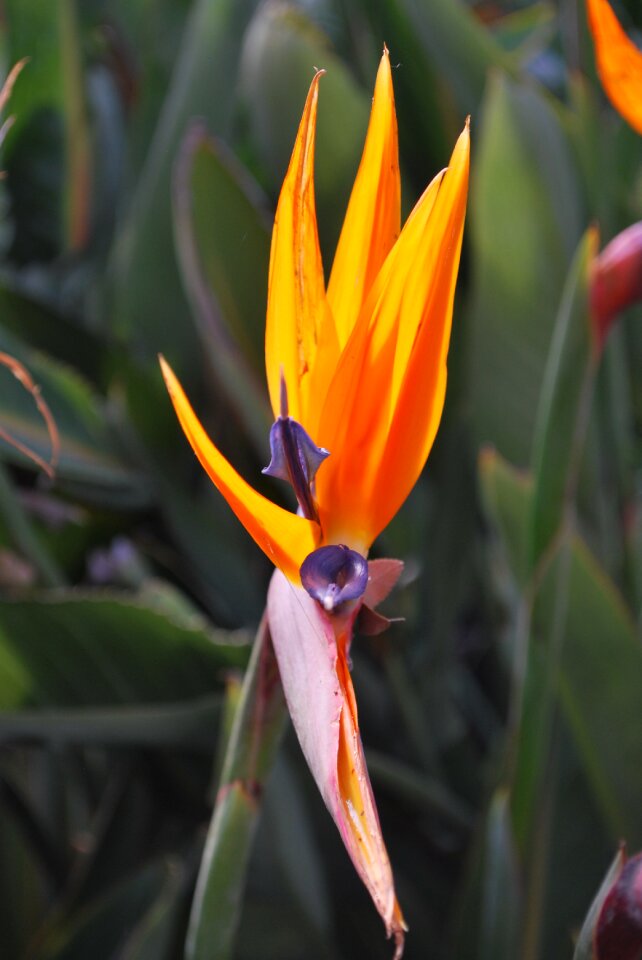 Summer blossom exotic