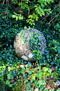 Stone round overgrown photo