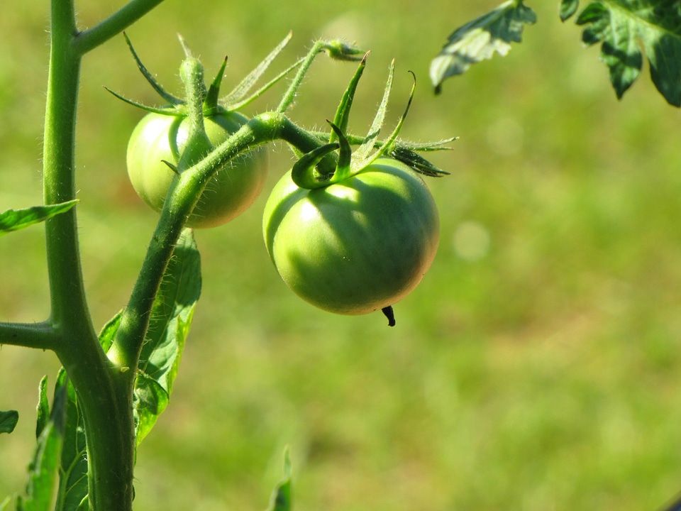 Botanical organic stem