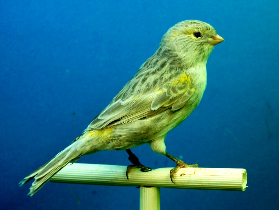 Canaries black opal aviary