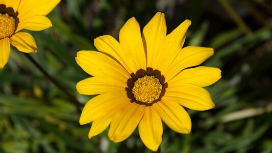 Yellow gazania rigens bloom
