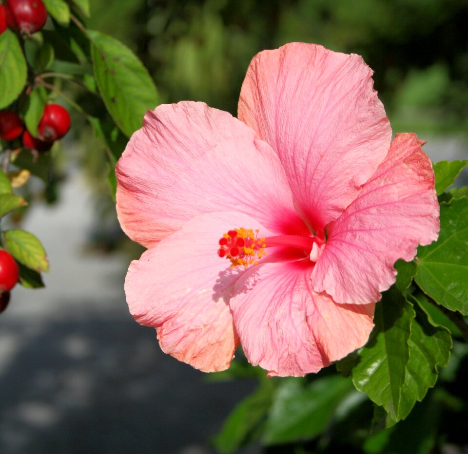 Hibiscus rosa sinensis malvaceae petals