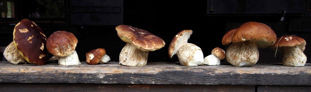 Mushroom noble rot brown