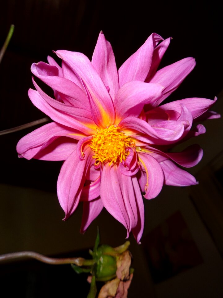 Pink bloom ornamental flower