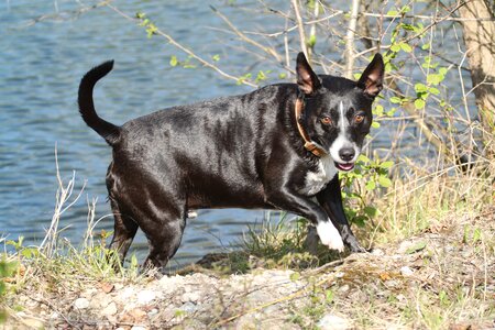 River male pet