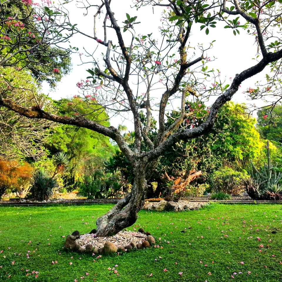 Environment outdoor ecosystem