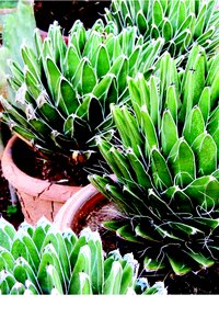 Desert plant tower coahuila