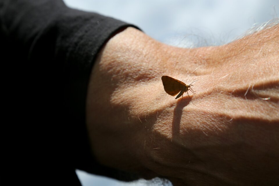 Nature insect outdoors