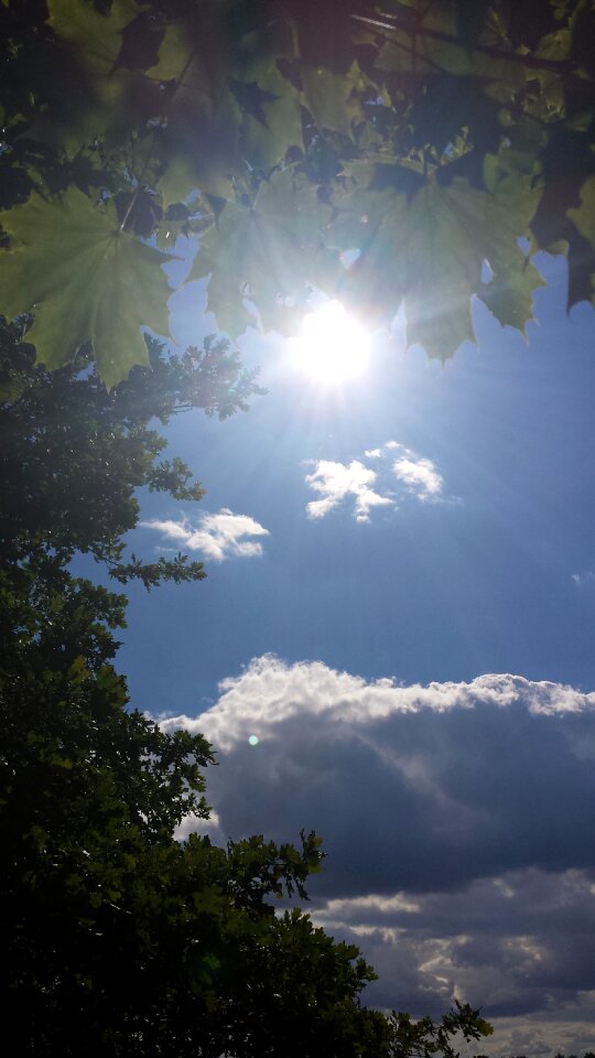 Leaves trees backlighting