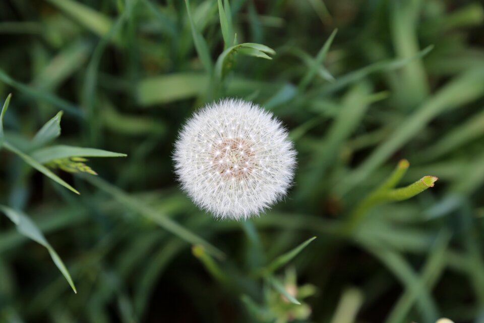 Plant meadow field