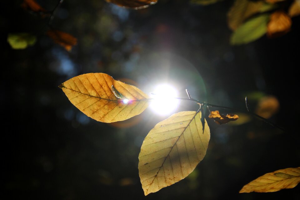 Backlighting nature light