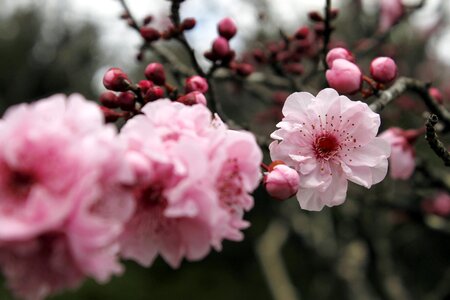 Flower tree pink photo