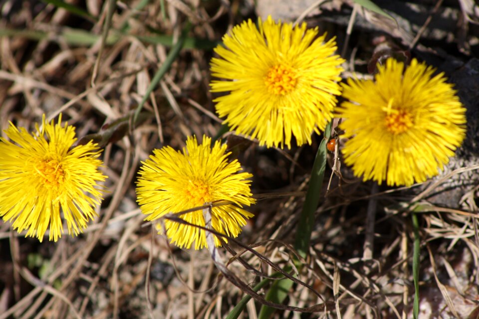 Flower spring spring plant